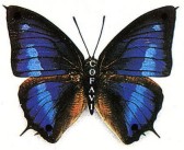 COFAVI